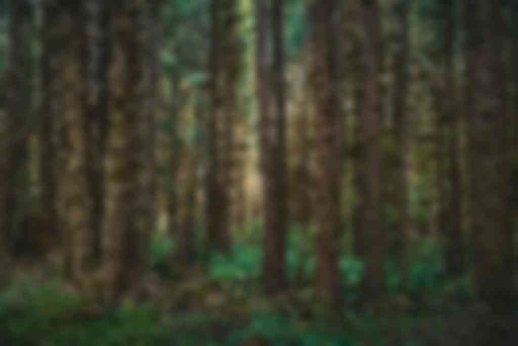 western hemlock hout wordt aangeplant maar groeit ook in 'virgin forests'